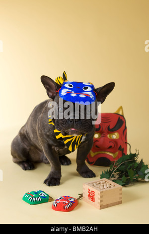 Französische Bulldogge Welpen und Setsubun Stockfoto