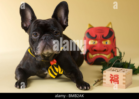 Französische Bulldogge Welpen und Setsubun Stockfoto