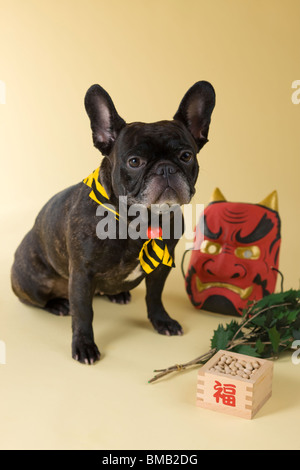 Französische Bulldogge Welpen und Setsubun Stockfoto