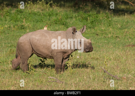 Breitmaulnashorn Baby, Square-lippige Nashorn-Baby, Ceratotherium Simum, Kenia, Ostafrika Stockfoto