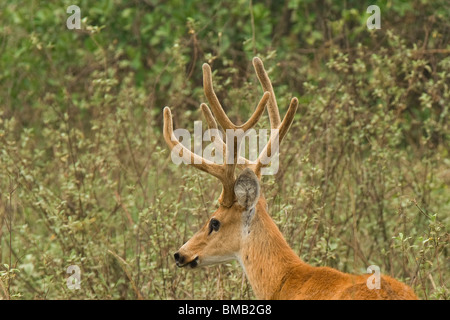 Männliche Sumpfhirsch (Guasu Puku in Guarani Langage), Blastocerus Dichotomus, Mato Grosso, Brasilien Stockfoto