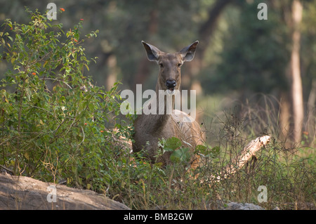 Sambar-Rotwild, Rusa unicolor oder Cervus unicolor, Pench Nationalpark, Madhya Pradesh, Indien Stockfoto