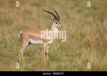 Grant es Gazelle, Gazella Granti, Masai Mara Nationalpark, Kenia, Ostafrika Stockfoto