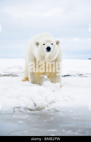 Eisbär Ursus maritimus neugierige Sau entlang einer Barriereinsel während des Herbstfrierens in Bernard Spit Alaska Stockfoto