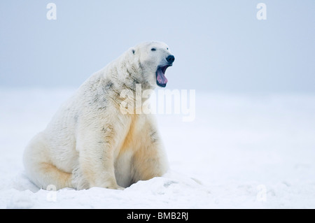 Großer männlicher Eisbär Ursus maritimus großer Bär entlang einer Barriereinsel im Herbst friert das Bernard Spit Arctic National Wildlife Refuge Alaska ein Stockfoto