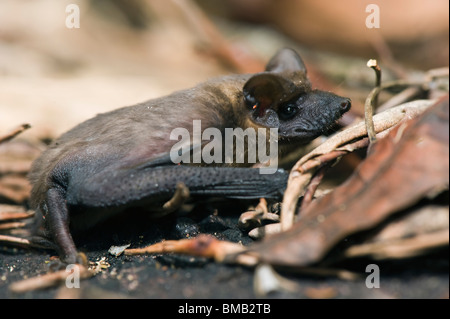 Brasilianische Bulldoggfledermäuse Fledermaus (vor Brasiliensis), Alta Floresta, Mato Grosso, Brasilien Stockfoto