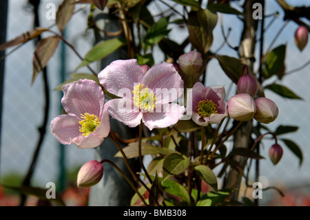 Clematis in Kingsway Park, Kirkby in Ashfield, Nottinghamshire, England, UK Stockfoto