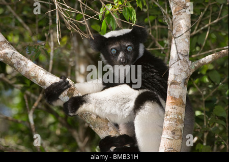 Indri oder Babakoto (Indri Indri) sitzt in einem Baum, Perinet Analamazoatra Reserve, Madagaskar Stockfoto
