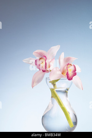 Orchidee blüht in Vase auf sauberer Hintergrund Stockfoto