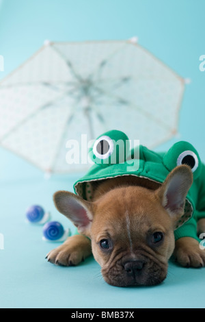 Französische Bulldogge Welpen und Regenzeit Stockfoto