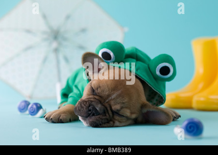 Französische Bulldogge Welpen und Regenzeit Stockfoto