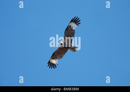 Schwarzes-breasted Bussard (Hamirostra Melanosternon) über Kakadu National Park, Australien zu fliegen. August 2006. Stockfoto