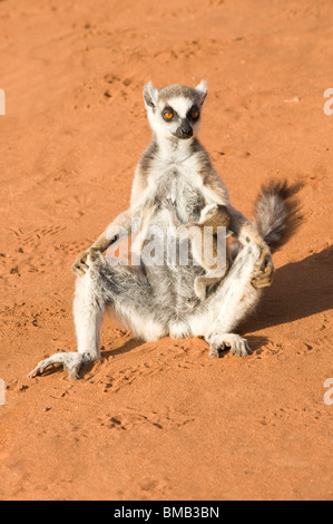 Katta (Lemur Catta) Sonnenbaden mit einem Spanferkel-Cub, Berenty Naturreservat, Madagaskar Stockfoto
