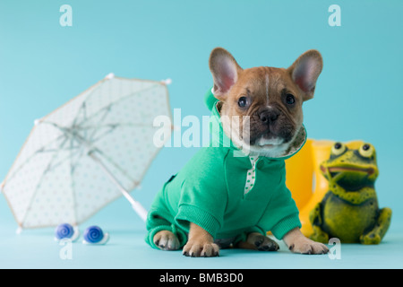 Französische Bulldogge Welpen und Regenzeit Stockfoto