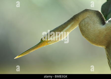 Afrikanische Darter (Anhinga Rufa) (aka Snake Vogel) thront auf einem Baum im Abuku Nationalpark, Gambia, Westafrika Stockfoto