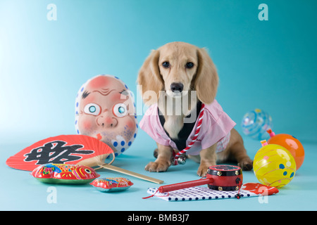 Dackel Welpe und Sommerfest Stockfoto