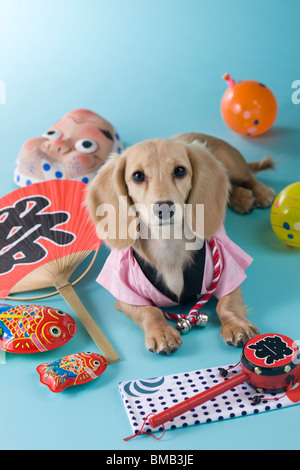 Dackel Welpe und Sommerfest Stockfoto