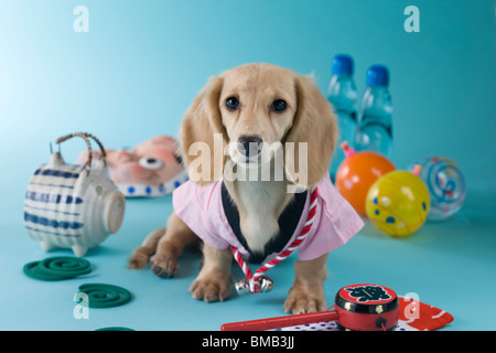 Dackel Welpe und Sommerfest Stockfoto