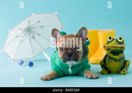 Französische Bulldogge Welpen und Regenzeit Stockfoto