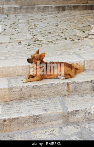 Wenig Straßenhund liegend auf alten Stein Schritte in der kroatischen Stadt Stockfoto