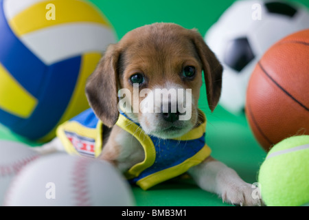 Beagle Welpen und Sport Stockfoto