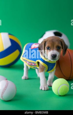 Beagle Welpen und Sport Stockfoto