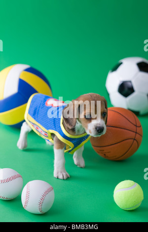 Beagle Welpen und Sport Stockfoto