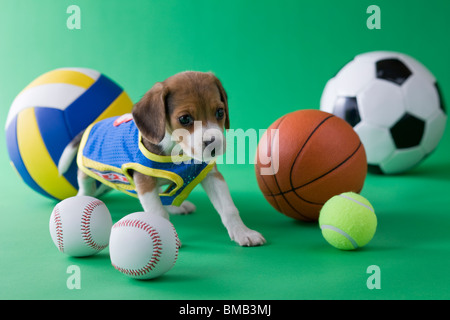 Beagle Welpen und Sport Stockfoto