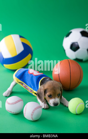 Beagle Welpen und Sport Stockfoto