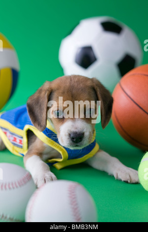 Beagle Welpen und Sport Stockfoto