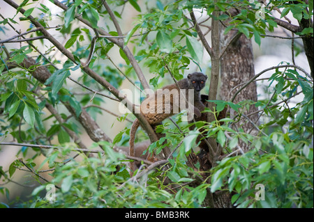 White-fronted braune Lemur auch bekannt als White Lemur (Eulemur Albifrons), Madagaskar Stockfoto
