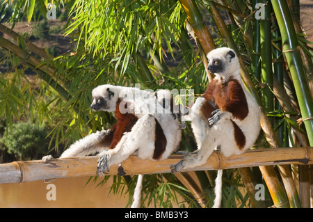 Paar 'scoquerel Sifakas mit einem Kleinkind (Propithecus coquereli), Madagaskar Stockfoto