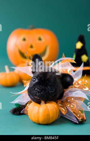 Französische Bulldogge Welpen und Halloween Stockfoto
