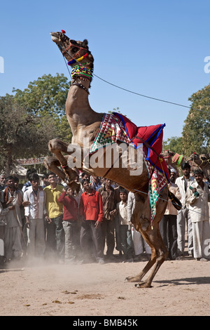 Kamel tanzen. Nagaur Viehmarkt. Rajasthan. Indien Stockfoto