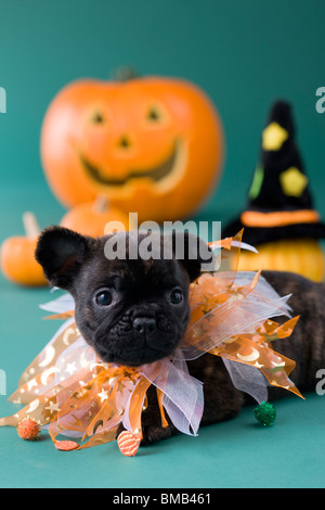 Französische Bulldogge Welpen und Halloween Stockfoto