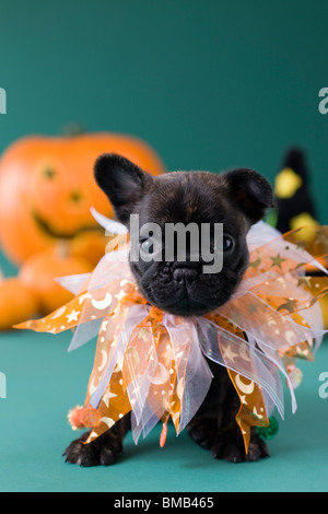 Französische Bulldogge Welpen und Halloween Stockfoto