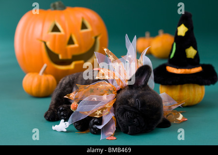 Französische Bulldogge Welpen und Halloween Stockfoto