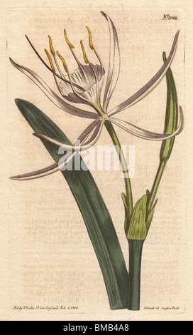 Amerikanische Pancratium mit weißen duftenden Blüten.  Pancratium rotatum Stockfoto