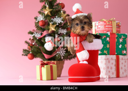 Yorkshire Terrier Welpen und Weihnachten Stockfoto