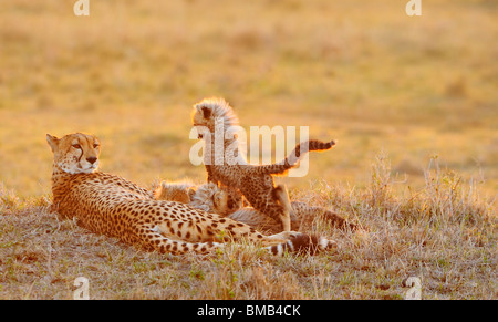 Gepard (Acinonyx Jubatus) ist ein anfällig Katze/Katzen (Felidae), die durch Schnelligkeit und Stealth jagt. Es ist das schnellste Landtier Stockfoto