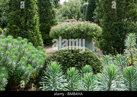 Euphorbien, Yew tree Formschnitt und Kupfer Topf mit rosa Blüten, jüngere Court Gardens, Cotswolds, UK Stockfoto