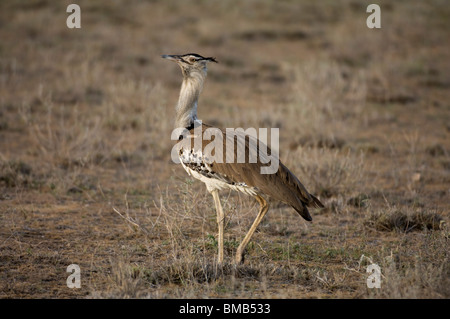 Kori Bustard (Ardeotis Kori), Samburu und Buffalo Springs National Reserve, Kenia Stockfoto