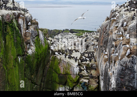 Seevogel-Kolonie auf Grundnahrungsmittel Island, einer der Farne Islands vor der Küste von Northumberland Stockfoto