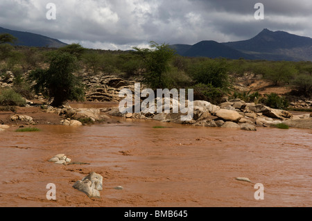 Nil-Krokodil auf dem Ewaso Ngiro River, Shaba National Reserve, Kenia Stockfoto