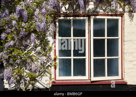 Blauregen wächst um eine malerische Hütte-Fenster. Stockfoto