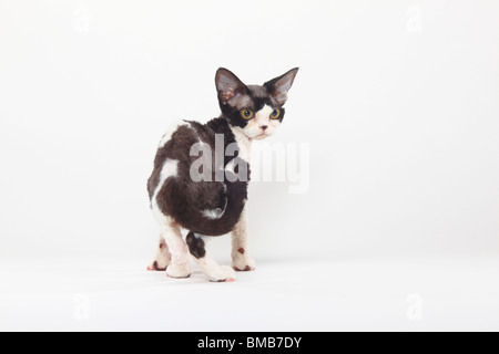 Devon Rex Cat, Black-Smoke-White Stockfoto