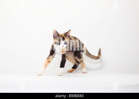 Devon Rex Cat schwarz-Schildpatt-weiß Stockfoto