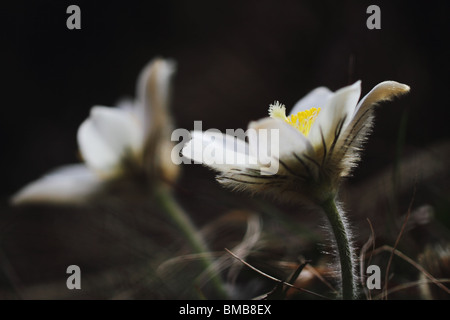 Hinterleuchtete blass Kuhschelle (Pulsatilla Vernalis) Stockfoto