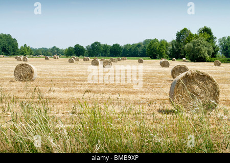 Heu-Kugeln auf Feld, Rasen im Vordergrund Stockfoto