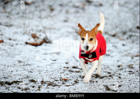 Parson Jack Russell in hellen roten Wintermantel laufen auf Hochtouren in Richtung der Kamera im Schnee Stockfoto